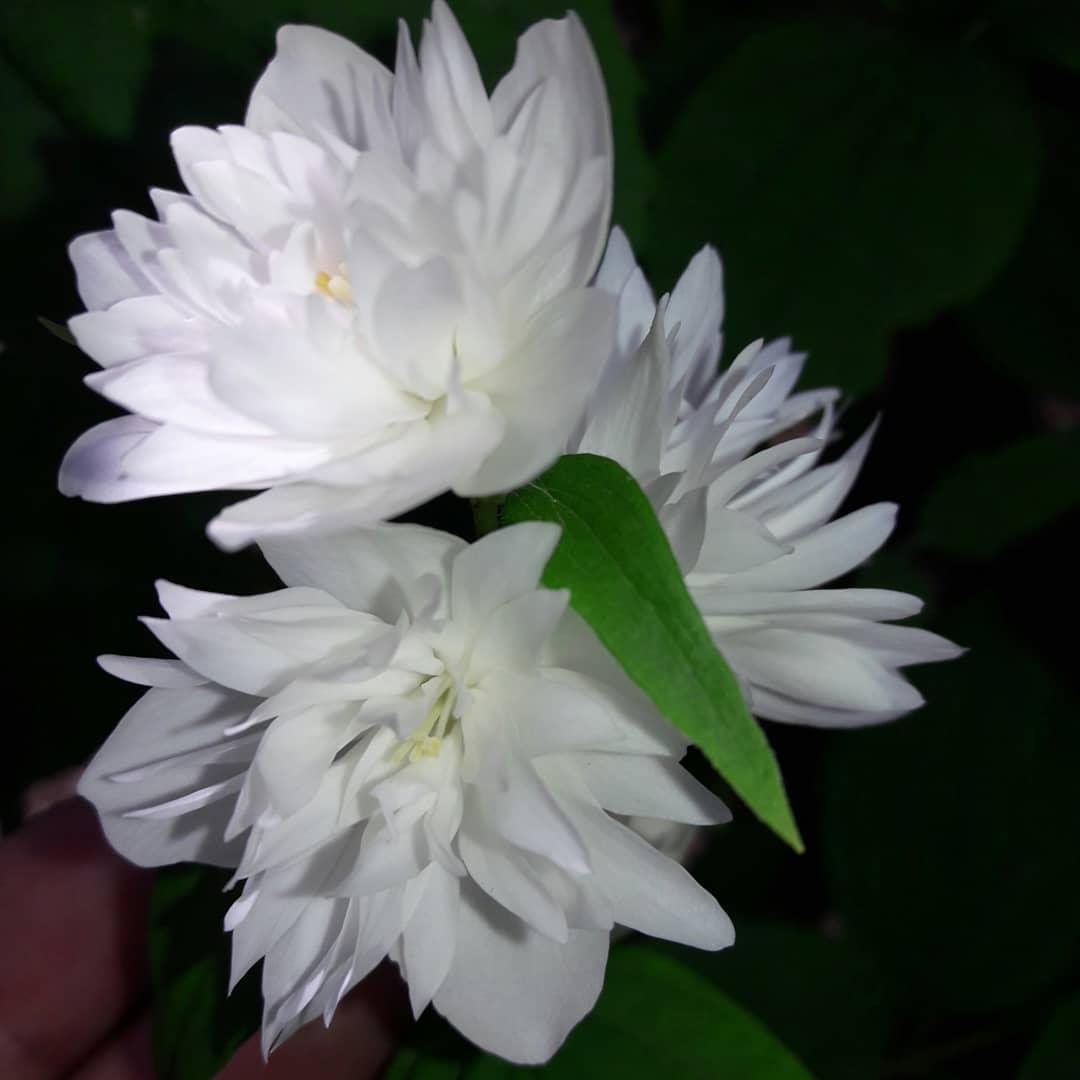 Саджанці жасмину "Frosty Morn", фото 1