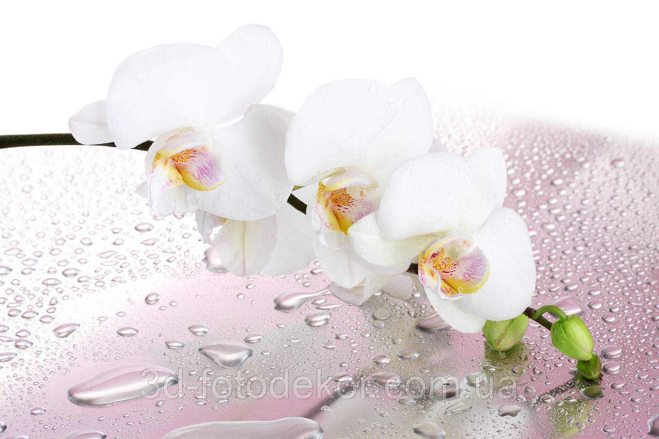 Фотошпалери "Гілка орхідеї та роса" - Будь-який розмір! Читаємо опис! - фото 3 - id-p416274108
