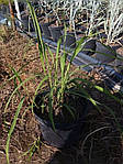 Мискантус, Miscanthus sachariflorus 'Sommerfede, фото 3