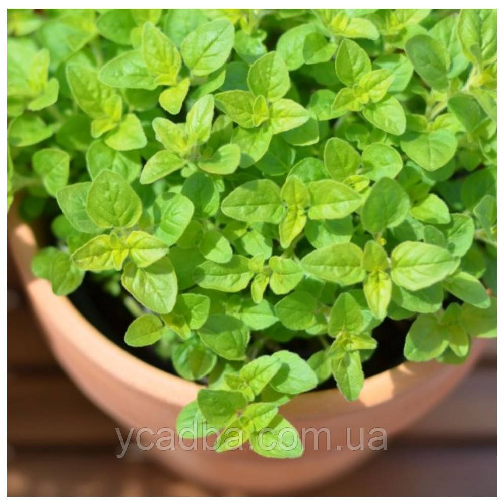 "Майоран", фото 1