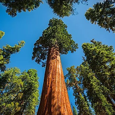 Саженцы Секвойи вечнозелёная (Sequoia sempervirens) С2 - фото 1 - id-p1199526680