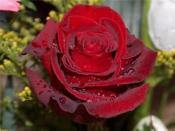 Троянда Explorer (Експлорер) ч/г гор 3 л, фото 1