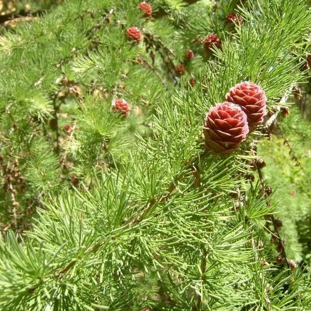 Саджанці Модрини японської Кемпфера, 4-х річна (Larix kaempferi) С3