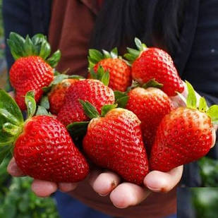 Саджанці полуниці в касеті Альба (Alba) - дуже рання, крупноплідна, врожайна (в касеті) + Подарунок