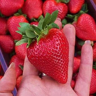 Саджанці полуниці в касеті Флер (Flair) - дуже рання, велика, транспортабельна (в касеті) + Подарунок