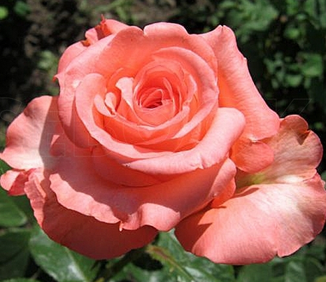 Троянда Nobilis (Ноліліс) чайно-гібридна, фото 1