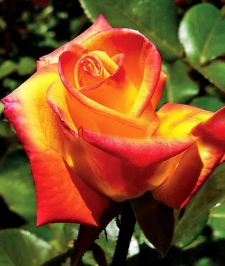 Троянда Monica (Моніка), фото 1