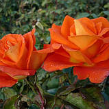 Троянда Monica (Моніка), фото 2