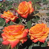 Троянда Monica (Моніка), фото 3