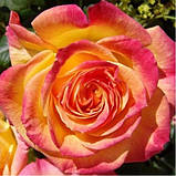 Троянда штамбова Gartenspass (Гартеншпас) 70-80см, фото 4