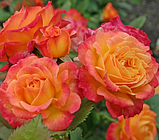 Троянда штамбова Gartenspass (Гартеншпас) 70-80см, фото 2