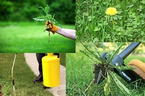 Видалення бур'янів на ділянці