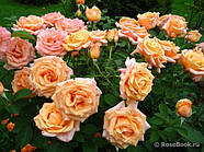 Саджанці троянди "Варм Вішес", фото 3