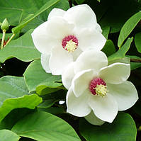 Саджанці Магнолії Зібольда (Magnolia sieboldii) біла