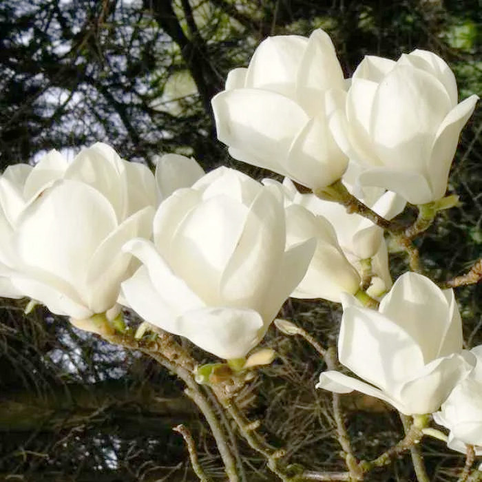 Саджанці білої Магнолії Суланжа Альба (Magnolia soulangeana Alba Superba)