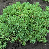 Саджанці Очитку іспанського (Sedum hispanicum, Sedum glaucum)