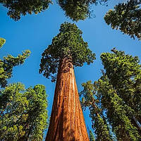 Саджанці Секвойя вічнозелена (Sequoia sempervirens)