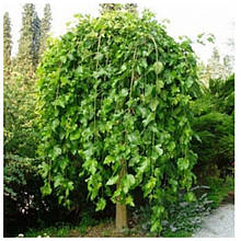 Шовковиця плакуча Пендула