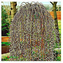 Верба плакуча