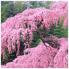 Сакура плакуча Кіку Шидара