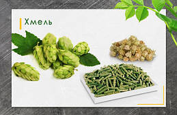 Хміль