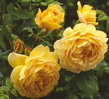Троянда Golden Celebration (Голден Селебрейшн)