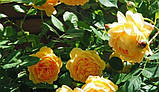 Троянда Golden Celebration (Голден Селебрейшн) гор. 3л шраб, фото 2