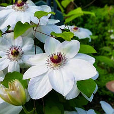 Клематис Miss Bateman (Міс Бейтман/ Міс Бейтмен), фото 2