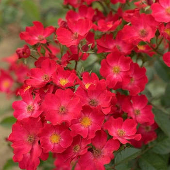 Саджанці троянди "Попі Роуз"