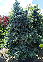 Ель колючая "Хупси" Picea Pungens "Hoopsi " С180L h300-350