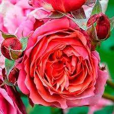 Троянда Laduree (Ладюр), фото 1