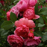 Троянда Laduree (Ладюр), фото 2