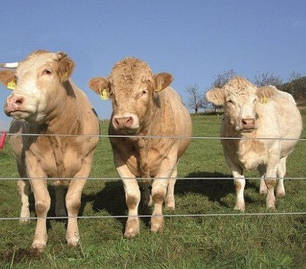 Електричні пастухи, комплектуючі для электроизгородей