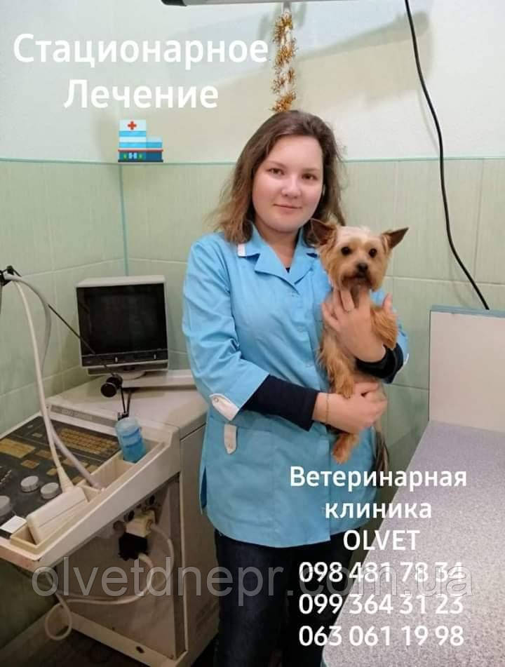 Стаціонарне лікування тварин, фото 1