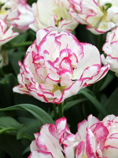 Тюльпан Belicia 12+