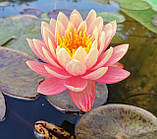 Німфея «Перріс Оранж Сансет» (Nymphaea «Perry's Orange Sunsetl)(молода рослина, поділка), фото 3
