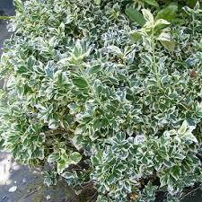 Бересклет Форчуна/Emerald Gaiety (контейнер 1л)