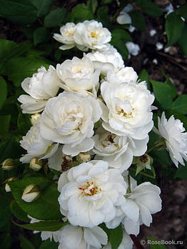 Саджанці троянди "Вотерлоо