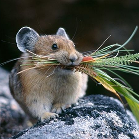 Родентициди (від гризунів)