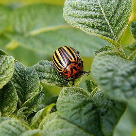 Інсектициди (від шкідливих комах)