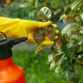 Фунгіциди (від хвороб)