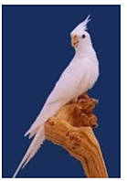 Корела білощока( Nymphicus hollandicus)