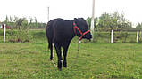 Невуздок для корови, фото 2