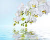 Фотошпалери "Білі орхідеї над водою" - Будь-який розмір! Читаємо опис!, фото 3