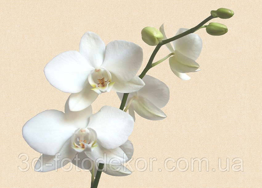 Фото Обои "Ветка белой орхидеи" - Любой размер! Читаем описание! - фото 3 - id-p1201500400