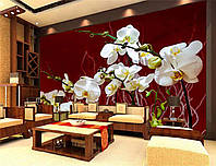 Фото Обои "Белые орхидеи на бардовом фоне" - Любой размер! Читаем описание!