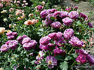 Саджанці троянди "Вайлд Блю Вандер", фото 3