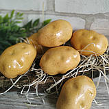 Картопля штучна муляж  h-10см 30\23 грн (ціна за 1 шт.+7 грн.), фото 2