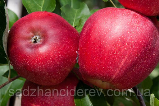 Саджанці яблунь Гала Шнига