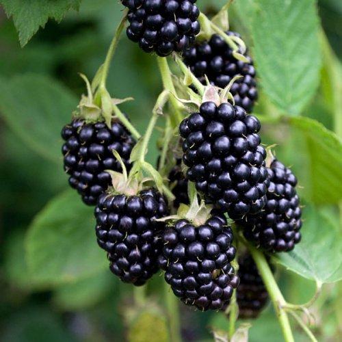 Саджанці ожини "Торнфрі", фото 1